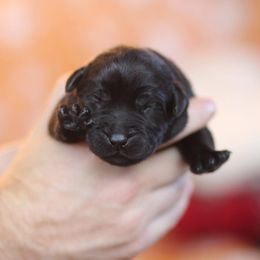 Light Green Collar Male - Black male Labrador Retriever puppy in Williamston, Sc, South Carolina from Dutton Dog Co & Dalla Grazia Doberman