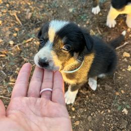 Girl 2 - female Border Collie puppy in Austin, Texas from Abundant Life Ranch Border Collies