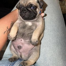 Silver boy - Silver male Pug puppy in Lake City, Florida from Pack of Pugs