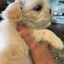 Shih Tzu puppies from Twilight Shih Tzu