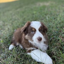 Orange - Red tri male Miniature Australian Shepherd puppy in Canton, Texas from M&M Aussies