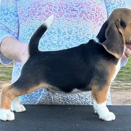 Beagle Puppies from Alakay Beagles