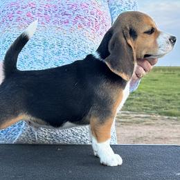 Beagle Puppies from Alakay Beagles