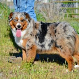 Beaulah - Miniature American Shepherd