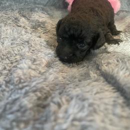 BF1 - Black female Poodle puppy in Bee Branch, Arkansas from Scroggins Creek Doodles