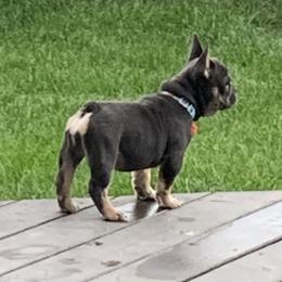 French Bulldog Puppies from EMF