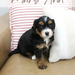 Mary Ann - Tri-color female Bernedoodle puppy in Idaho Falls, Idaho from Idahome Doodle