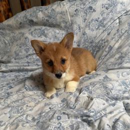 Ziti - Sable female Pembroke Welsh Corgi puppy in Sherwood, Michigan from Patrick's Puppies