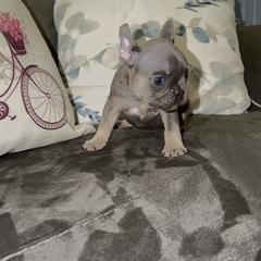 Boy 3 - Blue male French Bulldog puppy in Reading, Pennsylvania from Lomi Kennel