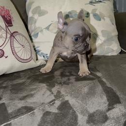 Boy 3 - Blue male French Bulldog puppy in Reading, Pennsylvania from Lomi Kennel