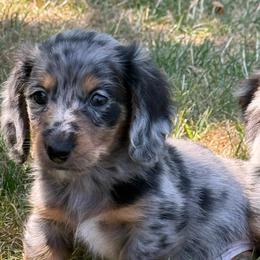Windsor - Dapple male Dachshund puppy in Salem, Oregon from Longdox Mini Dachshunds