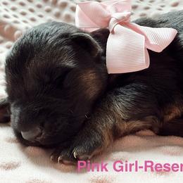 Girl 1 - Bi-color female German Shepherd puppy in Buxton, Oregon from Buxton Oregon Shepherds