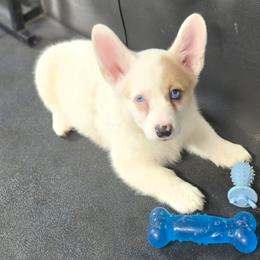 Indy - Full Throttle Litter - White merle female American Corgi puppy in Lithia, Florida from Diamondcrest Inc