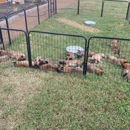 Belgian Malinois and German Shorthaired Pointer Puppies from Lapdog GSP