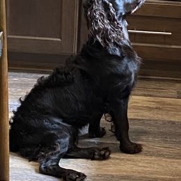 Boykin Spaniel Puppies from Indian Field Boykins