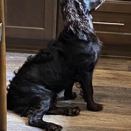Boykin Spaniel Puppies from Indian Field Boykins