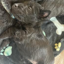 Red collar - Black female Scottish Terrier puppy in Brule, Nebraska from Scottyland Yard