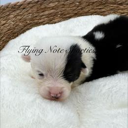 AKC mismark Ferguson - Black and tan male Pembroke Welsh Corgi puppy in Casper, Wyoming from Flying Note Shorties