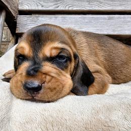 Kai - Red female Colombian Fino Hound puppy in Kingston, Tennessee from Fino Hounds USA
