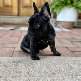Lux - Brindle male French Bulldog puppy in Upper Sandusky, Ohio from Rock Run Farm