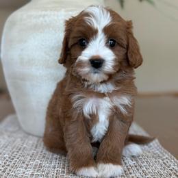 Kyle - Red male Cavapoo puppy in Yuciapa, California from AlltheDoodlez_