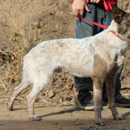 Rodeo - Australian Cattle Dog