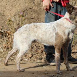 Rodeo - Australian Cattle Dog