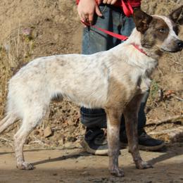 Rodeo - Australian Cattle Dog