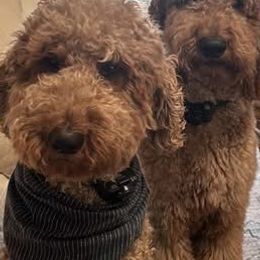 Chase - Poodle