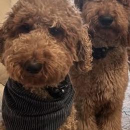 Chase - Poodle