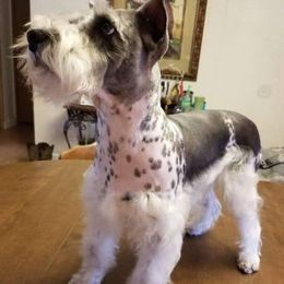 Miniature Schnauzer All Grown Up from Northeast Texas miniature schnauzers