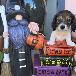 Zoro - Piebald male Dachshund puppy in Temple, Texas from Wiener Works Co.