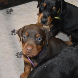 Doberman Pinscher Puppies from Birkline Dobermans