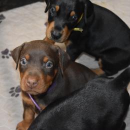 Doberman Pinscher Puppies from Birkline Dobermans