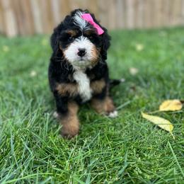 Princess Daisy-Hot Pink - Tri-color female Bernedoodle puppy in Casper, Wyoming from 307 Doodles