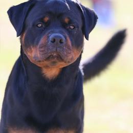 Rottweiler Puppies from Vom Haus Fantasy Rottweiler Kennel