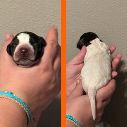 Ciabatta (orange) - Liver roan female German Shorthaired Pointer puppy in Marshfield, Missouri from Suma Kennels