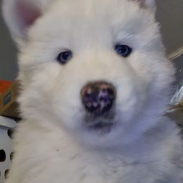 Squeeky - White male Siberian Husky puppy in Quincy, Illinois from Boden Breeding