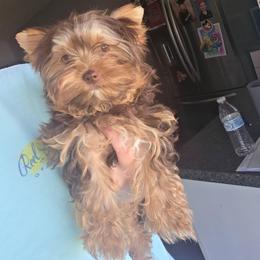 Mozzarella - Chocolate, tan and white female Yorkshire Terrier puppy in Lakeland, Florida from You Me & The Yorkies