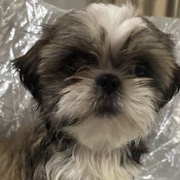 Benson - Red and white male Shih Tzu puppy in Corpus Christi, Texas from Pam Crump Shih Tzu