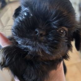 Boy 1 - Black and tan male Shih Tzu puppy in Norris City, Illinois from Dainty and Darling Shih Tzu