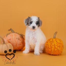 Frosty - Merle male Labradoodle puppy in Travelers Rest, South Carolina from Doodles of Love Labradoodles