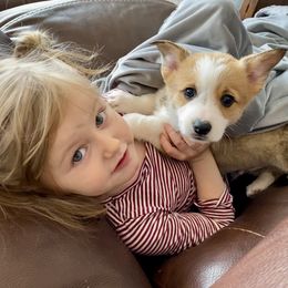Pembroke Welsh Corgi Puppies from Davies Ranch Pembroke Welsh Corgis