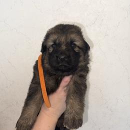 Willa - Sable female German Shepherd puppy in Winterport, Maine from Vom Stevens Old Fashioned German Shepherds