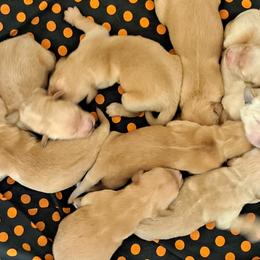 Golden Retriever Puppies from NORTHERN LIGHTS GOLDENS