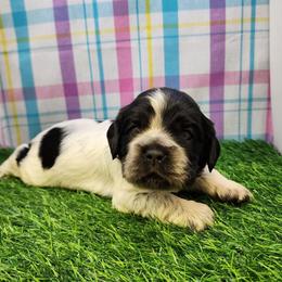 Anthony - Blue roan and tan male Cocker Spaniel puppy in Tecumseh, Oklahoma from Gambill's Cocker Spaniel Cuties