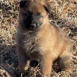 White Girl - Sable female German Shepherd puppy in Grantsville, Utah from Vom Haus Denfors K9 - Working German Shepherds