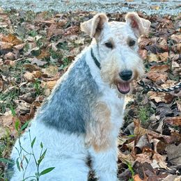 Clara - White black and tan female Wire Fox Terrier puppy in Morgantown, Indiana from Birchhurst Kennels Indiana