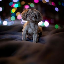 Beau - Shih Tzu