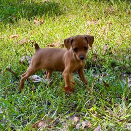 Video Finley - Stag red female Miniature Pinscher puppy in Eatonton, Georgia from TNT Puppies